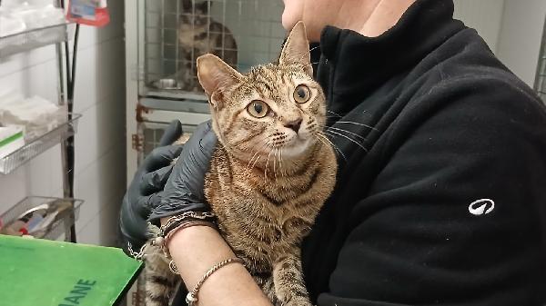 POLLICINA: TIGRATINA DI 8 MESI CERCA FAMIGLIA Foto 7